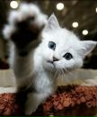 V_ Zhurnalistka фотография #1