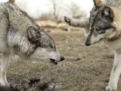 Фотография Сухотина Артема