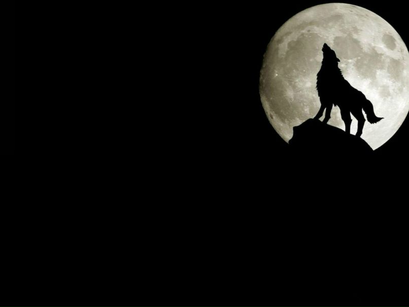 Дмитрий Колгин фотография #10