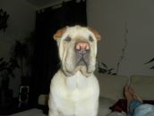 Ростік Худик фотография #30 (источник - https://vk.com/id87017695)