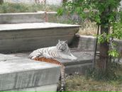 Надя Кіданецька фотография #24 (источник - https://vk.com/id103553217)