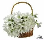 Фотография Патвардхан Антонины