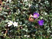 Фотография Khorovets Allya