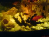 Ірина Гембіцька фотография #29 (источник - https://vk.com/id56700928)