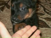 Руслан Юрійович фотография #18 (источник - https://vk.com/id56795151)