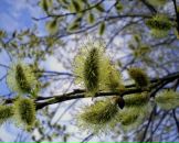 Фотография Наумовой Анны