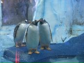 Фотография Ахмедова Тимура