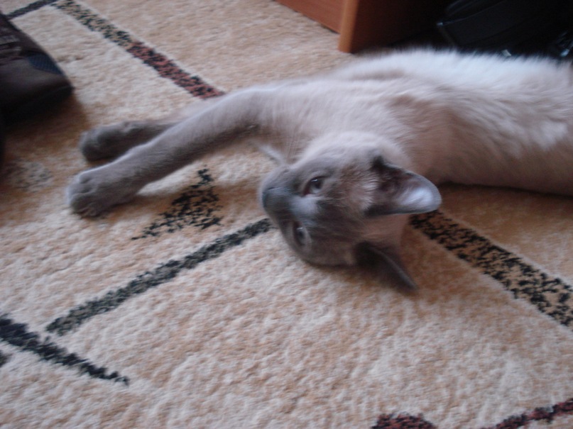 Дмитрий Червяков фотография #46