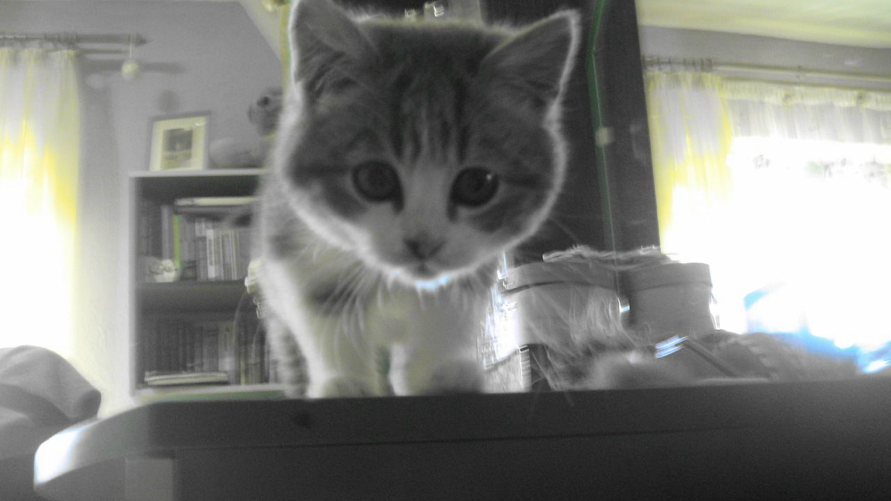 Mr Norbert фотография #12