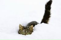 Фотография Козыревой Ирины