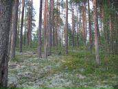 Михаил Романенко фотография #18 (источник - https://vk.com/id990772)